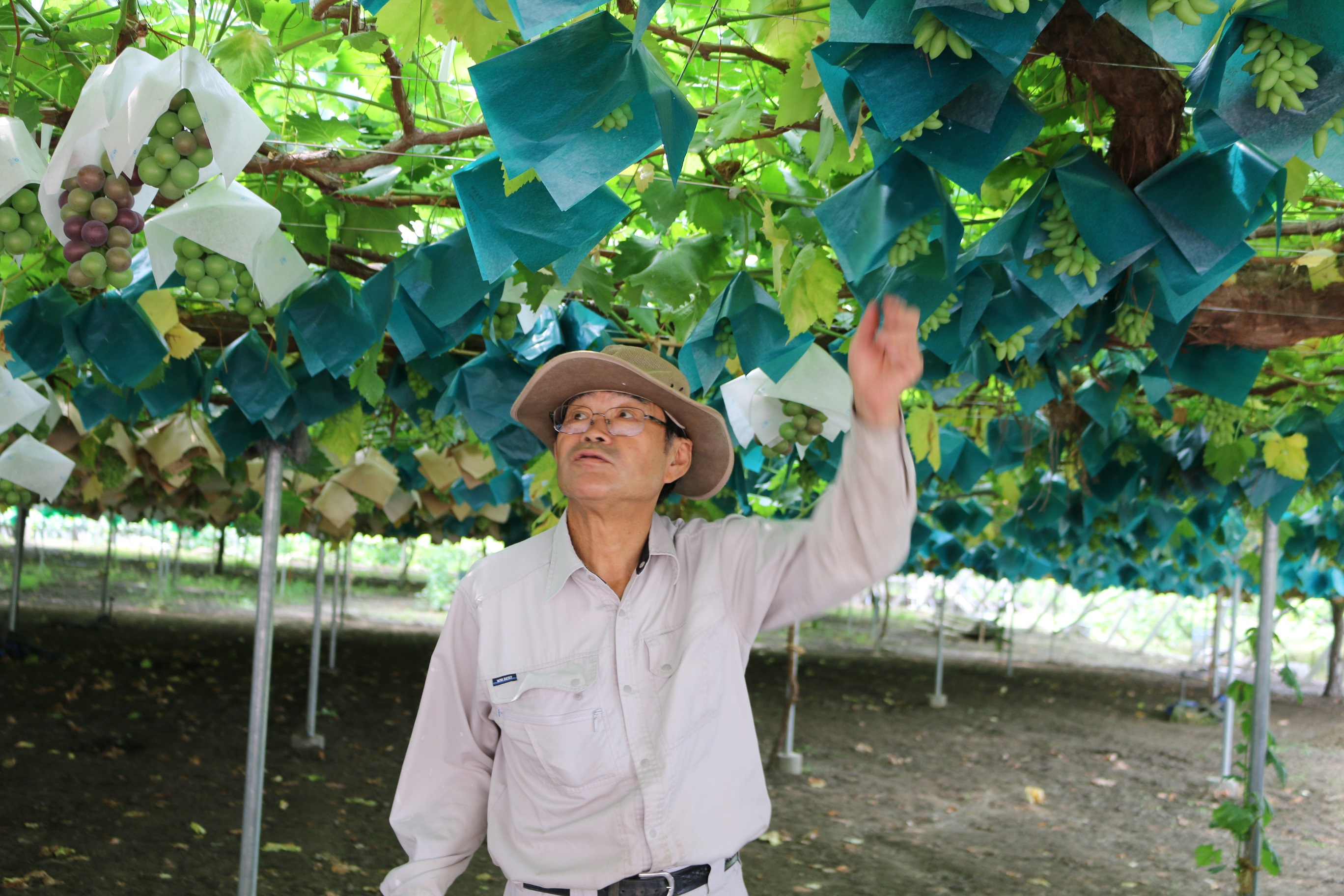 果樹王国”山梨で旬の桃とぶどうを味わおう！｜くらしを彩る